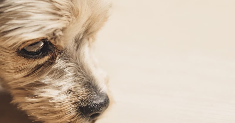 Yorkshire Terrier: Der komplette Ratgeber für kleine Fellnasen