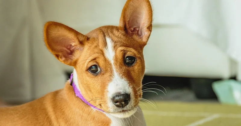 Warum bellt ein Basenji eigentlich nicht?