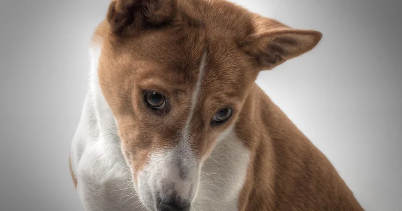 Basenji Charakter: klug, eigenwillig, manchmal anstrengend