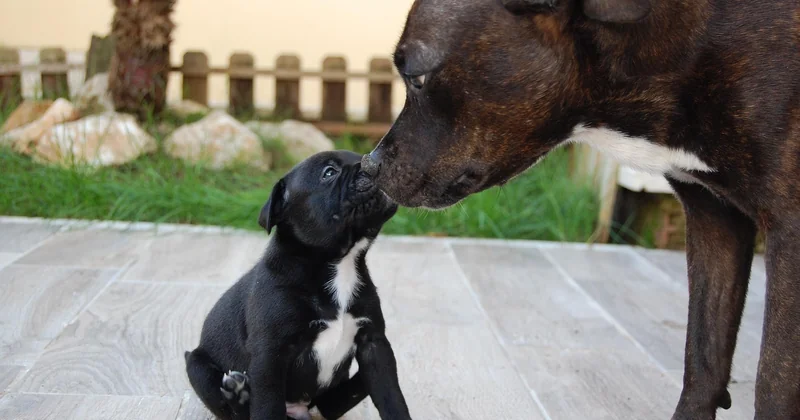 Wie groß und schwer wird ein Staffy eigentlich?
