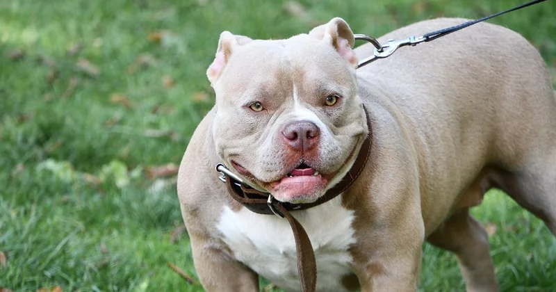 Ist der Staffy ein Kampfhund? Charakter und Wesen