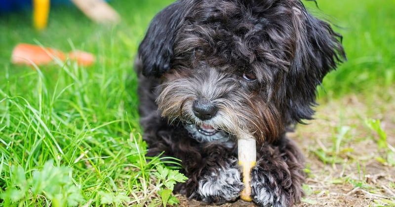 Bolonka: Der charmante Zwerg unter den Hunden