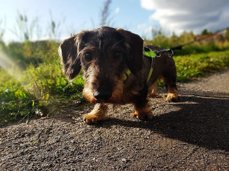 Temperament und Erziehung
