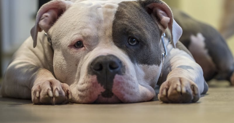 American Bully XL: Der ultimative Rasse-Guide für Haltung, Charakter & Pflege