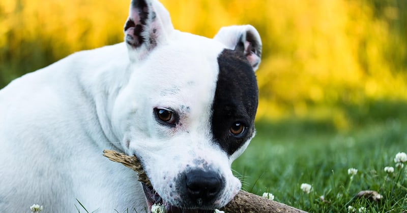 Staffy: Der ultimative Ratgeber für den American Staffordshire Terrier