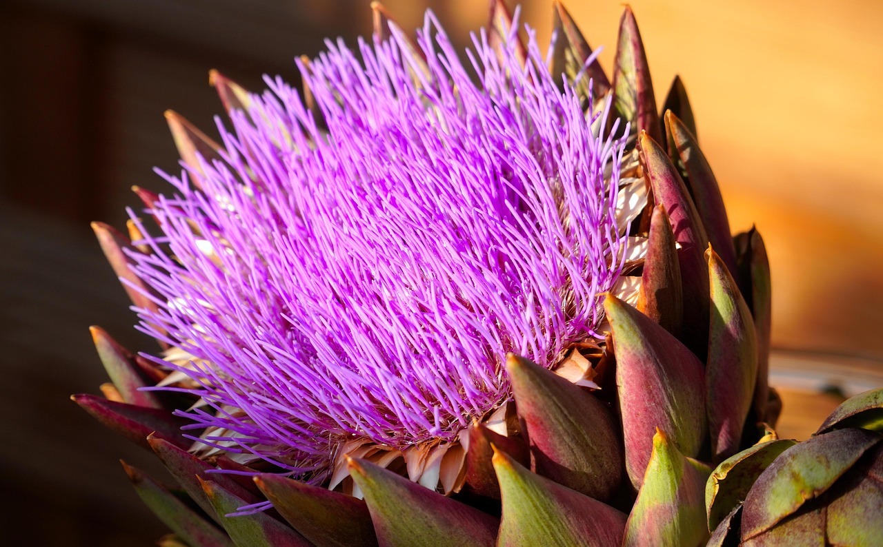 entdecken sie alles über artischocken: nährwerte, zubereitungstipps und köstliche rezepte. erfahren sie, warum dieses gemüse in der gesunden küche so beliebt ist.